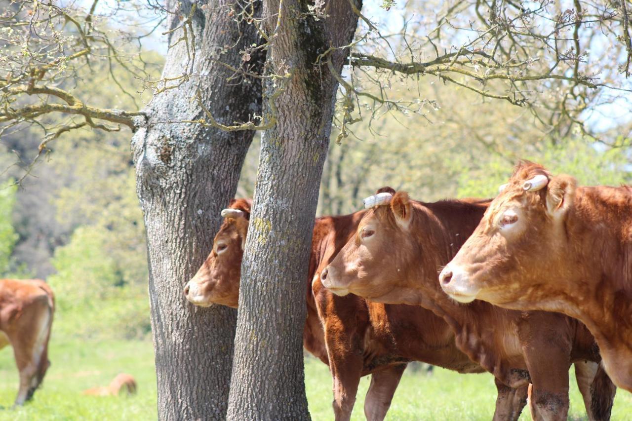 Gites Et Roulottes Au Domaine De La Trille Sainte-Foi Esterno foto